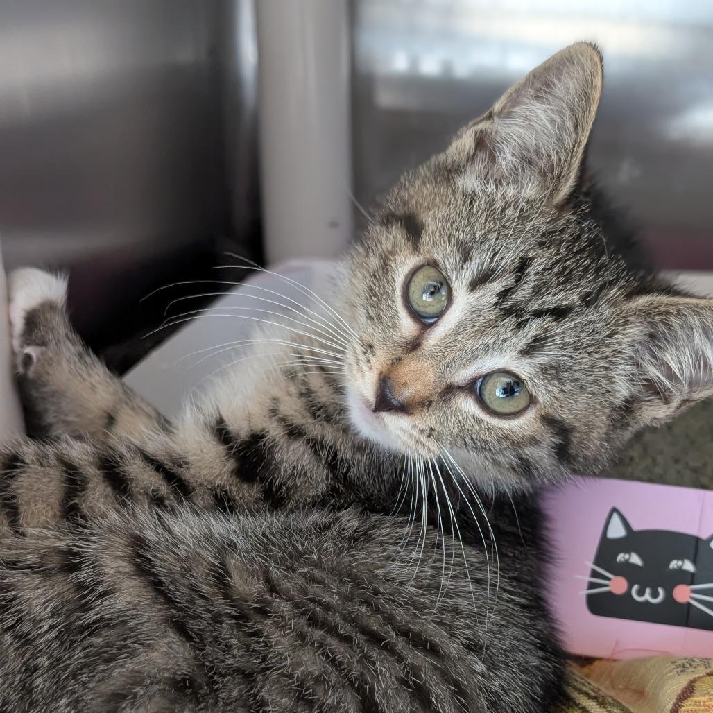 Enlarge Brite, a Adoptable Domestic Short Hair in Asheville, NC image 1/4