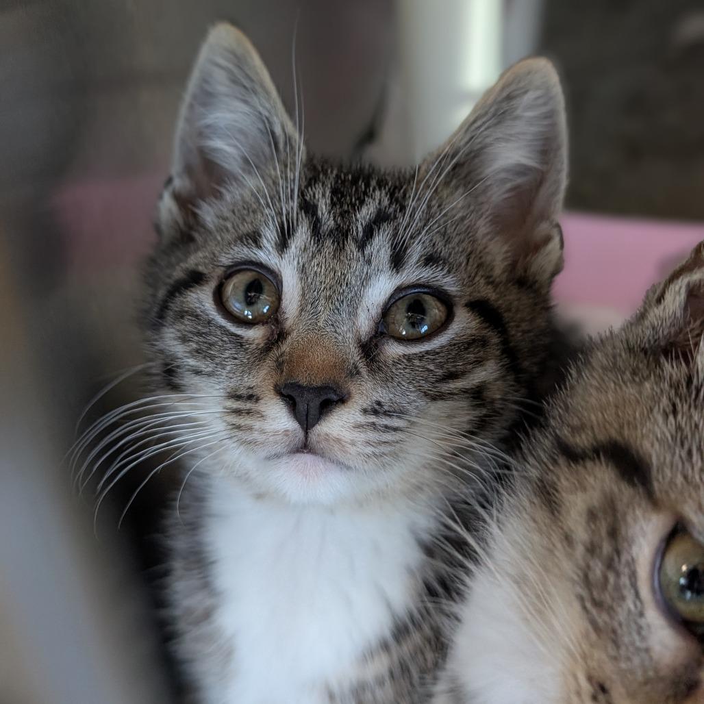 Enlarge Brite, a Adoptable Domestic Short Hair in Asheville, NC image 2/4