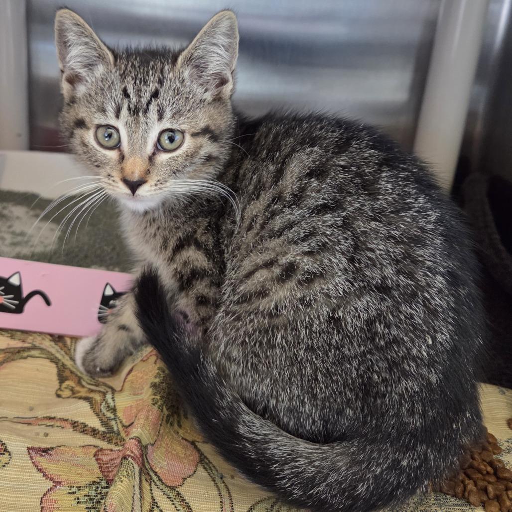 Enlarge Brite, a Adoptable Domestic Short Hair in Asheville, NC image 3/4