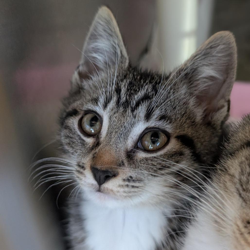 Enlarge Brite, a Adoptable Domestic Short Hair in Asheville, NC image 4/4