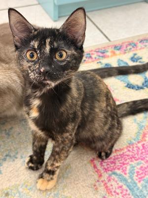 Enlarge Sonia, a ADOPTABLE Domestic Short Hair in Greenburgh, NY image 3/3