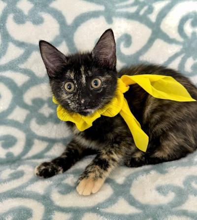 Enlarge Sonia, a ADOPTABLE Domestic Short Hair in Greenburgh, NY image 1/3