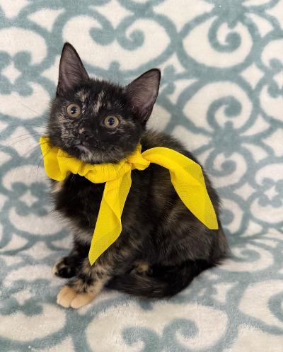 Enlarge Sonia, a ADOPTABLE Domestic Short Hair in Greenburgh, NY image 2/3