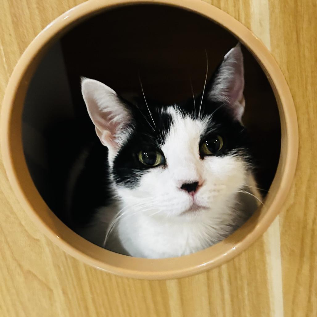 Ruby, Adoptable, Senior Female Domestic Short Hair.