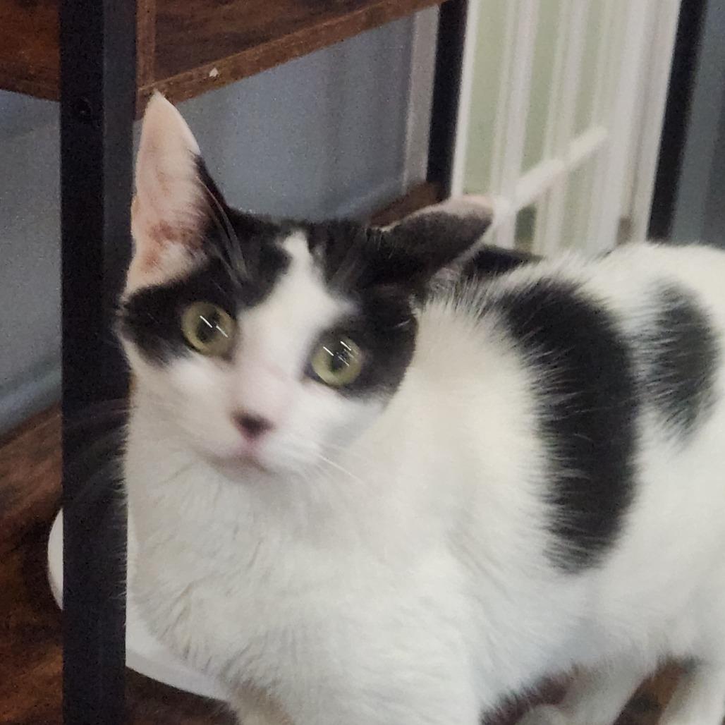 Ruby, Adoptable, Senior Female Domestic Short Hair.