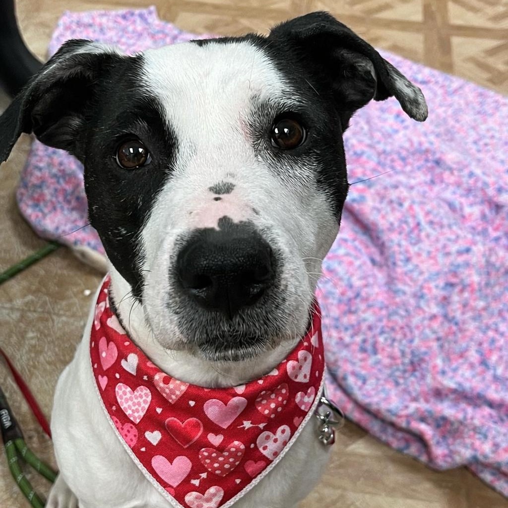 Enlarge Frito, a ADOPTABLE mixed breed in Worcester, MA image 1/4