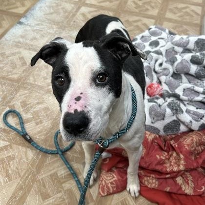 Enlarge Frito, a ADOPTABLE mixed breed in Worcester, MA image 3/4