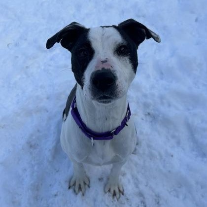 Enlarge Frito, a ADOPTABLE mixed breed in Worcester, MA image 2/4