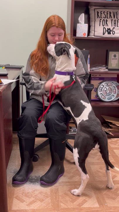 Enlarge Frito, a ADOPTABLE mixed breed in Worcester, MA video 4/4