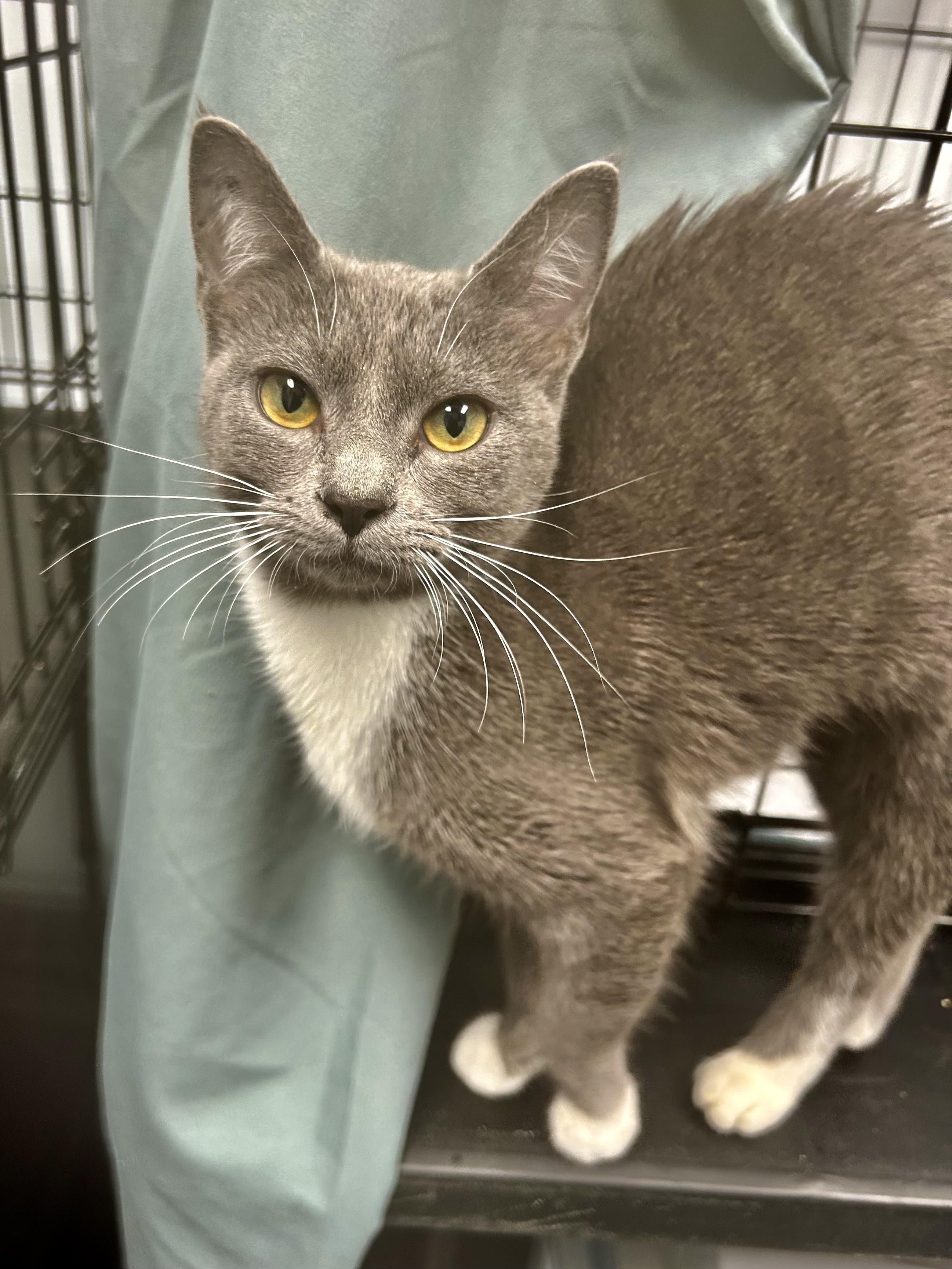 Enlarge Tulip - ADOPTION PENDING, an adopted Domestic Short Hair in Grand Rapids, MI image 5/6