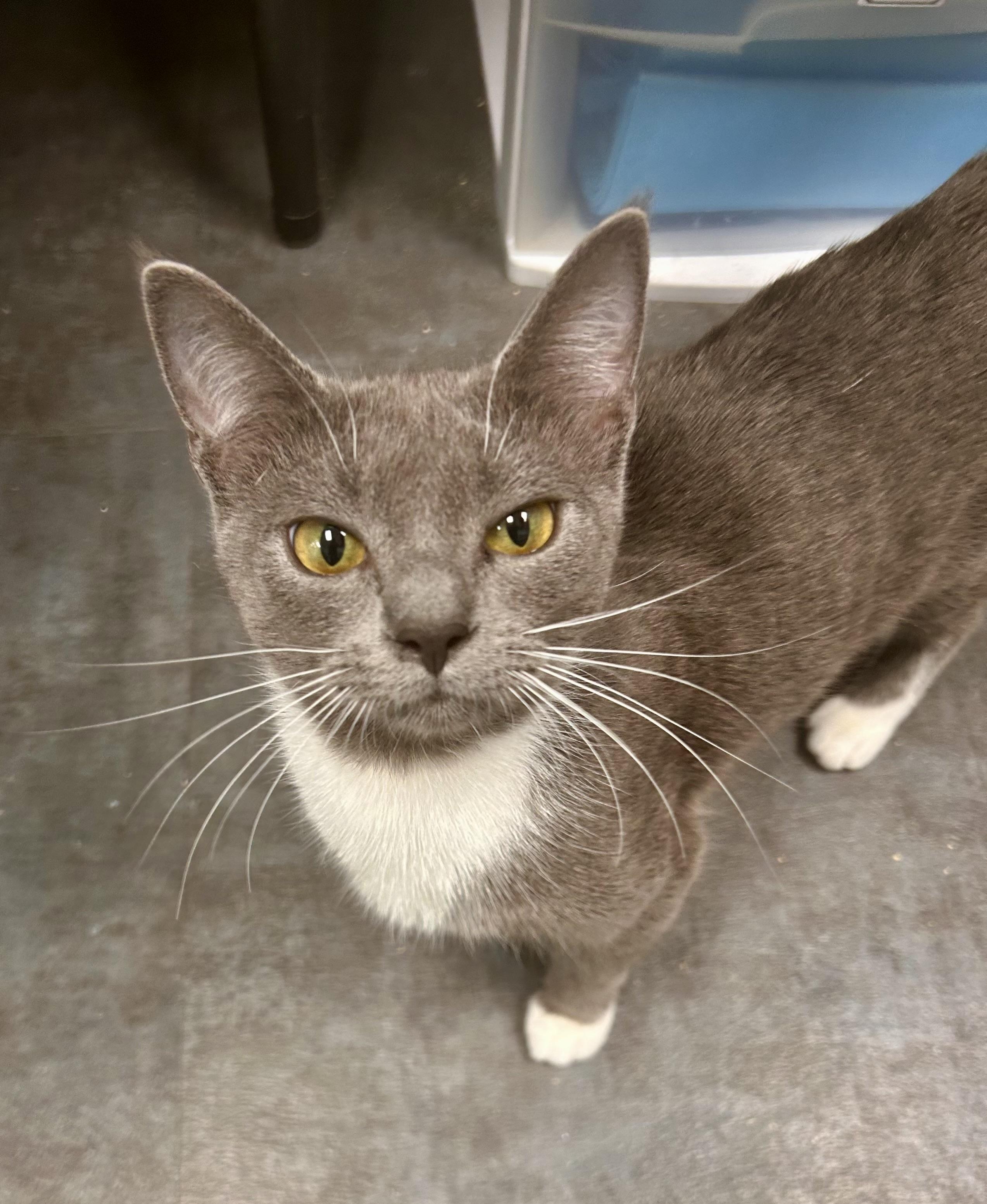 Enlarge Tulip - ADOPTION PENDING, an adopted Domestic Short Hair in Grand Rapids, MI image 3/6