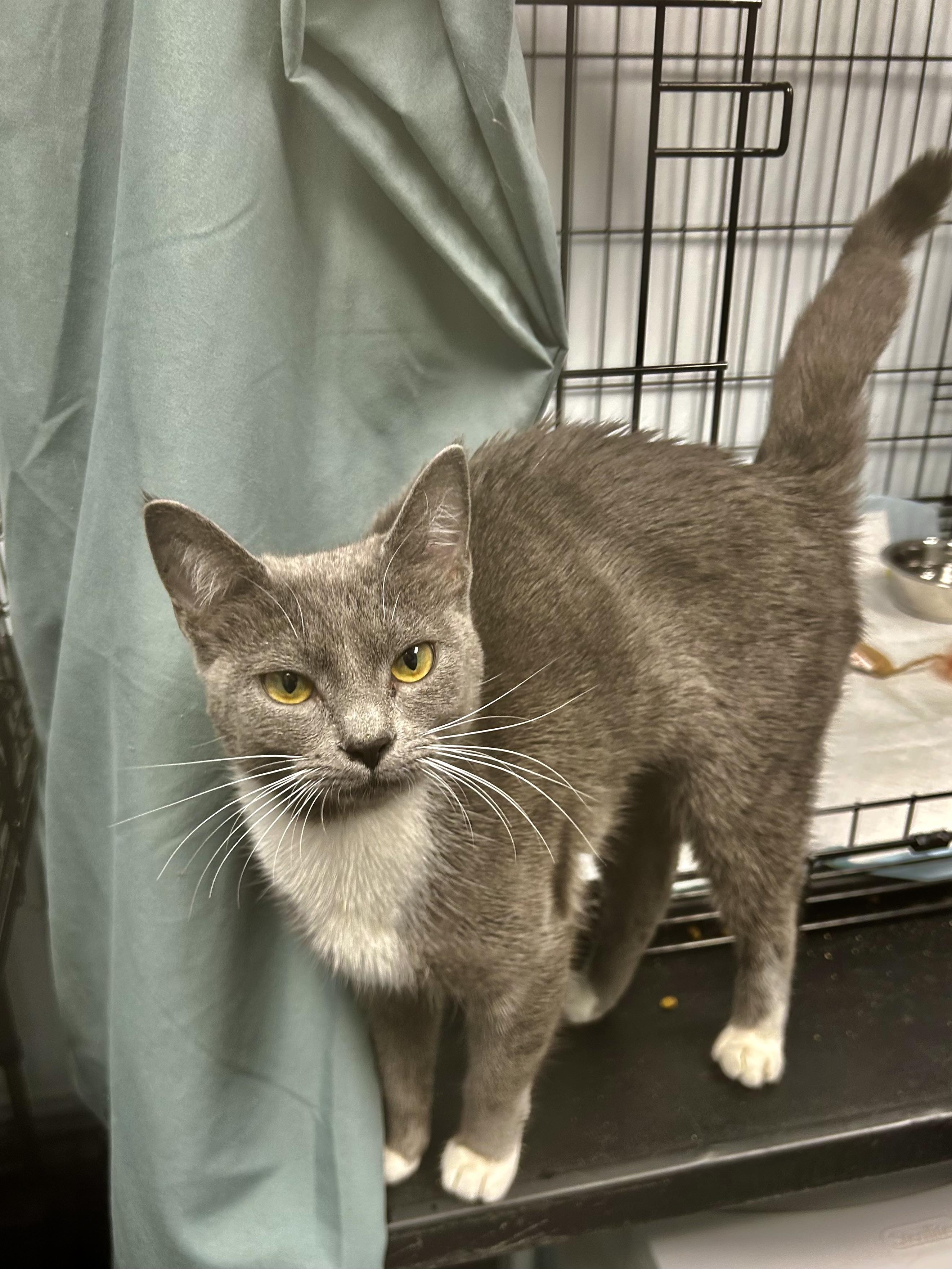Enlarge Tulip - ADOPTION PENDING, an adopted Domestic Short Hair in Grand Rapids, MI image 4/6