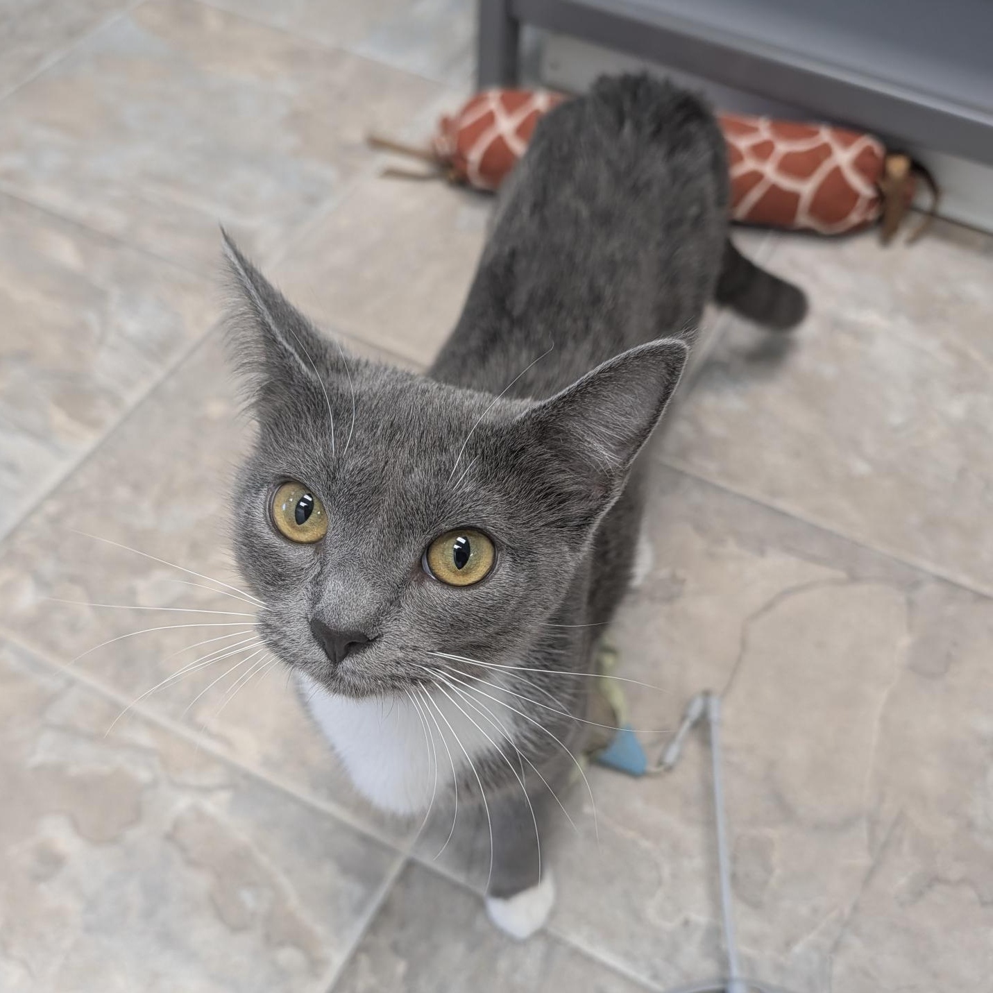 Enlarge Tulip - ADOPTION PENDING, an adopted Domestic Short Hair in Grand Rapids, MI image 6/6