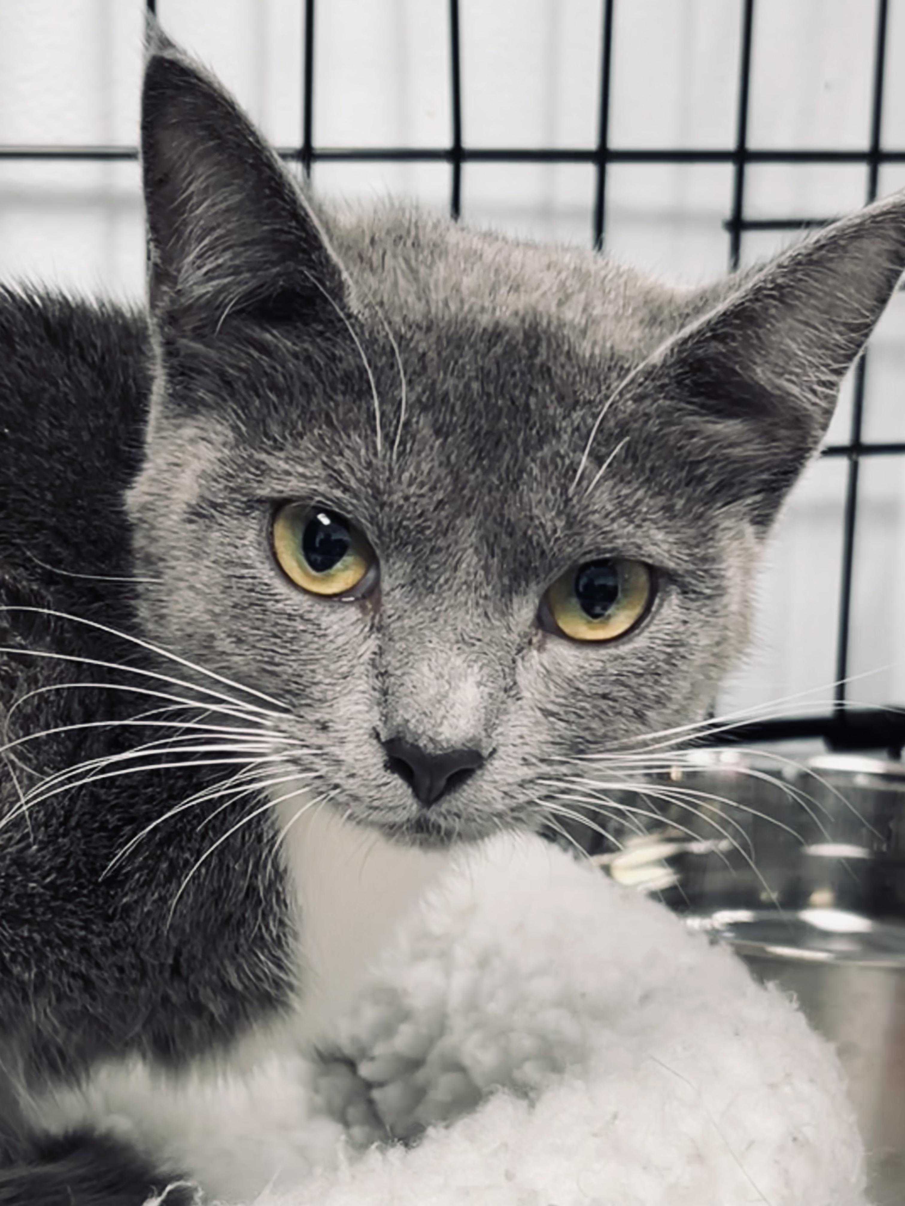 Enlarge Tulip - ADOPTION PENDING, an adopted Domestic Short Hair in Grand Rapids, MI image 2/6