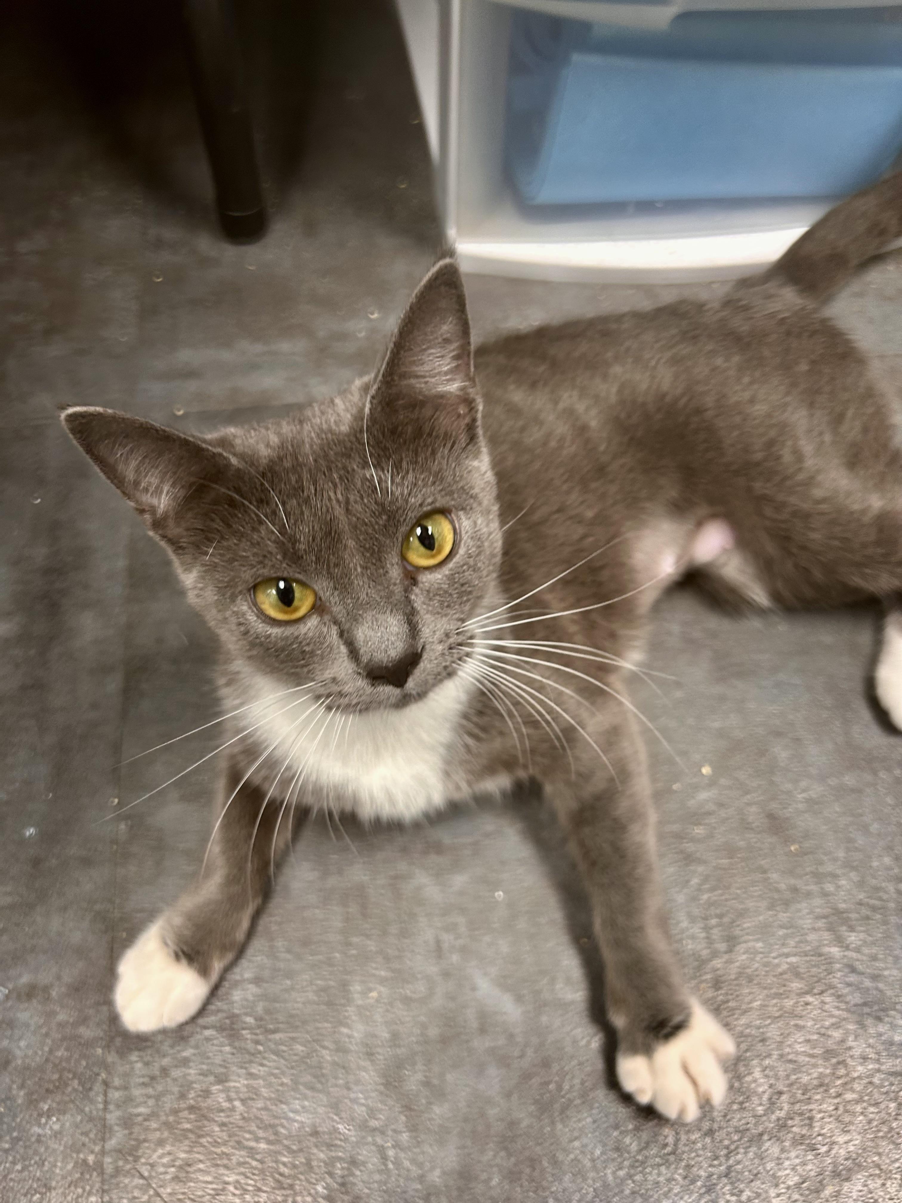 Tulip - ADOPTION PENDING, adopted, Young Female Domestic Short Hair.