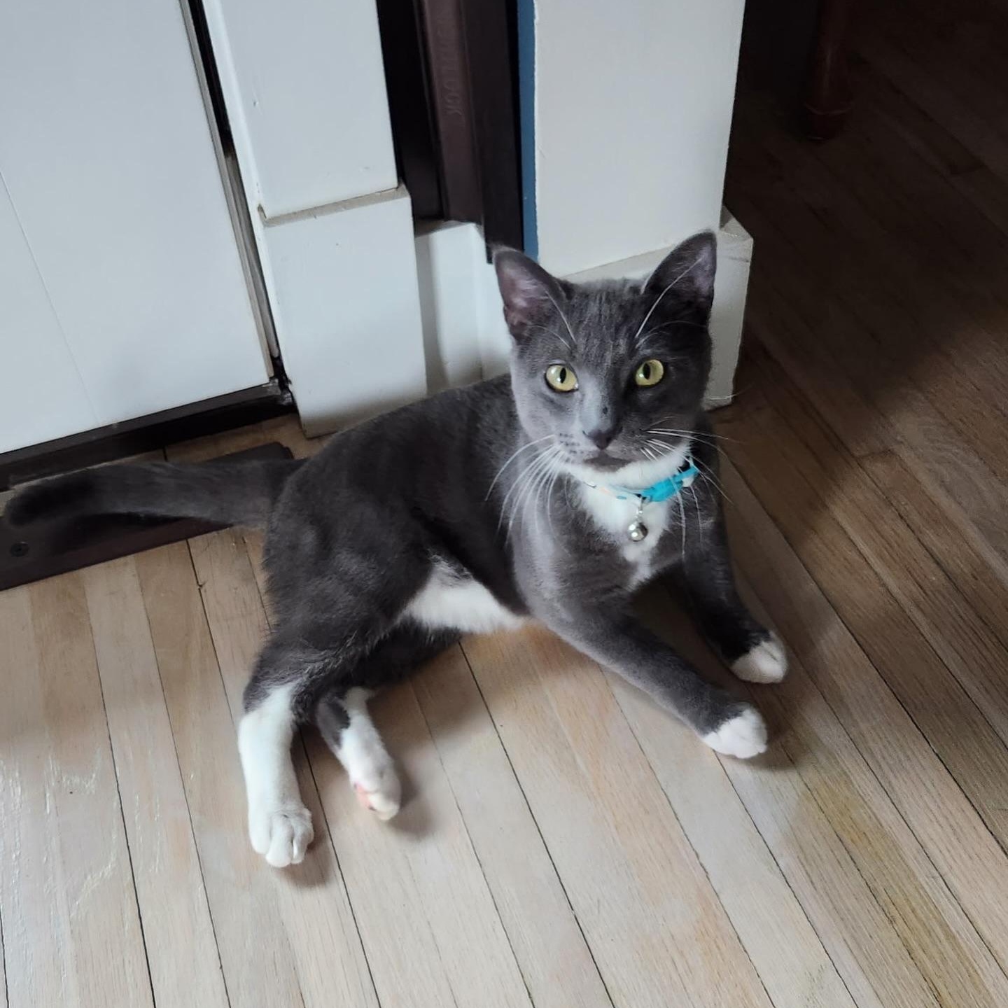 Enlarge Larry, a ADOPTABLE Domestic Short Hair in Birmingham, AL image 3/6