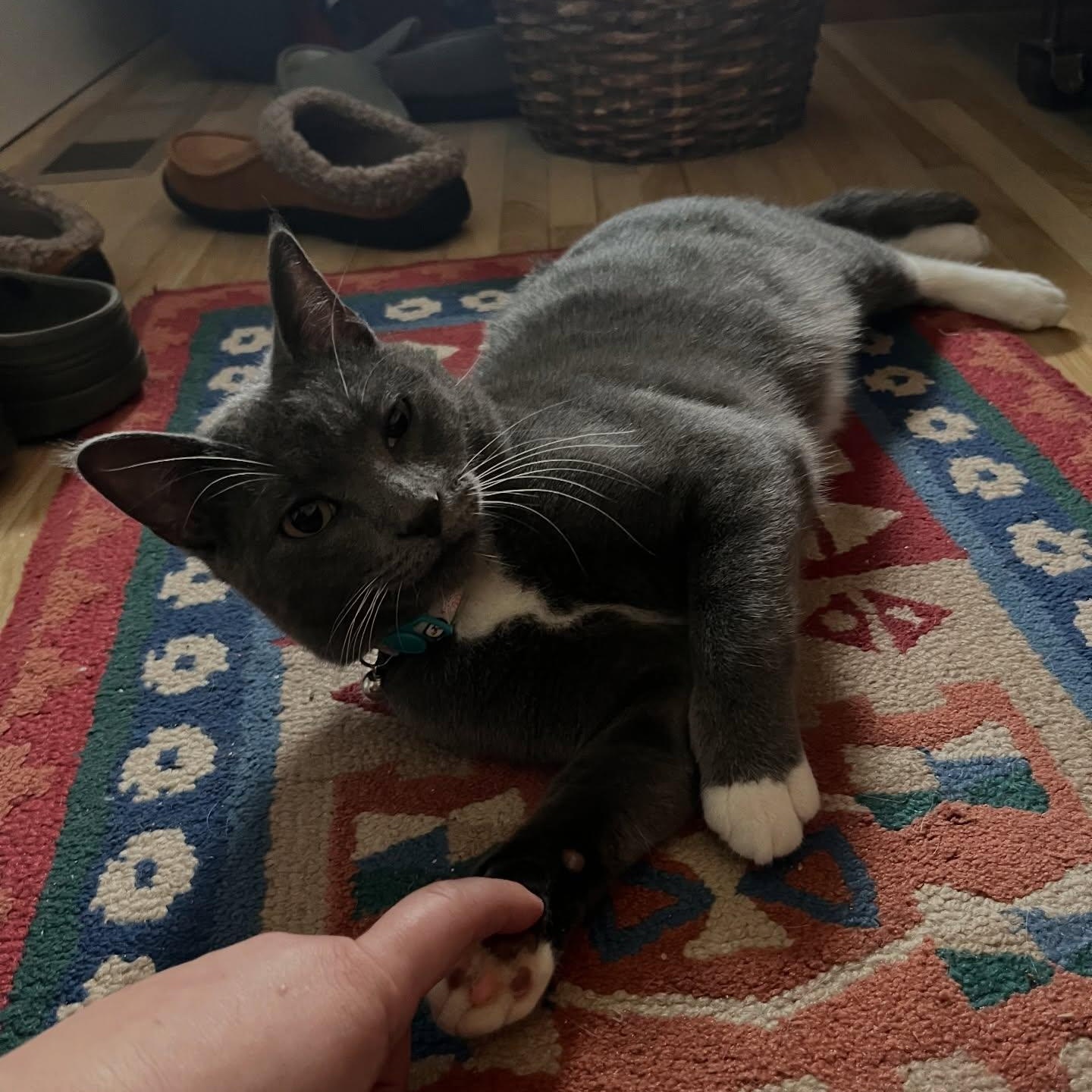 Enlarge Larry, a ADOPTABLE Domestic Short Hair in Birmingham, AL image 4/6