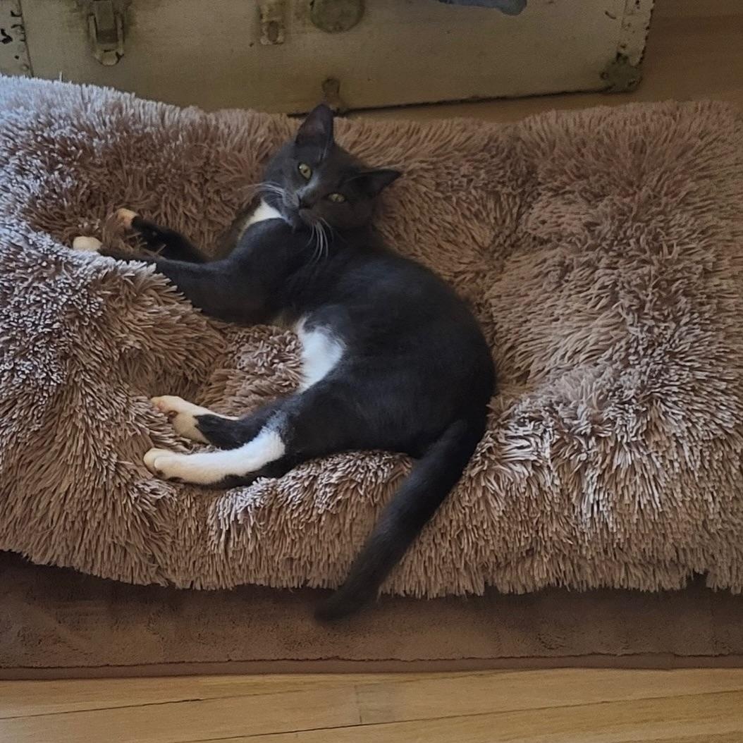 Enlarge Larry, a ADOPTABLE Domestic Short Hair in Birmingham, AL image 6/6