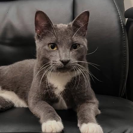 Enlarge Larry, a ADOPTABLE Domestic Short Hair in Birmingham, AL image 1/6