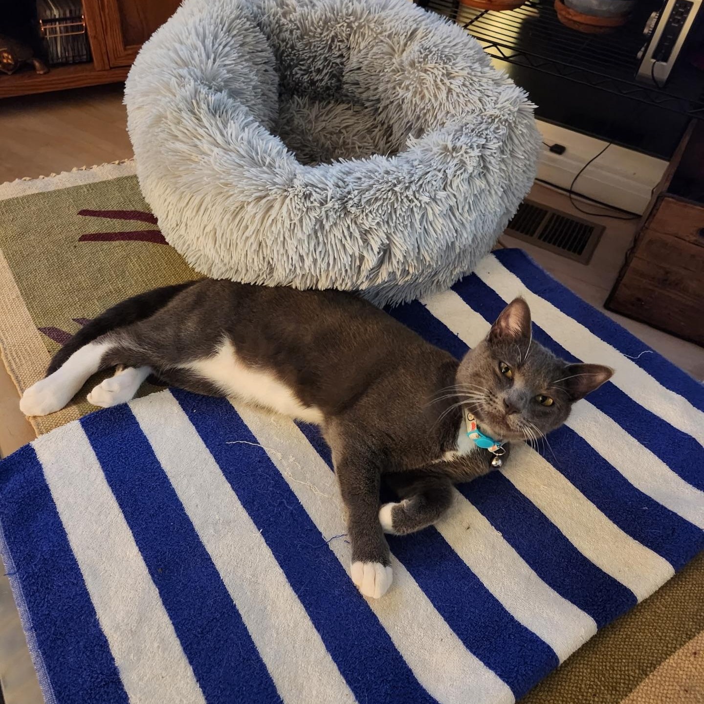 Enlarge Larry, a ADOPTABLE Domestic Short Hair in Birmingham, AL image 5/6