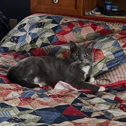 Enlarge Larry, a ADOPTABLE Domestic Short Hair in Birmingham, AL image 2/6