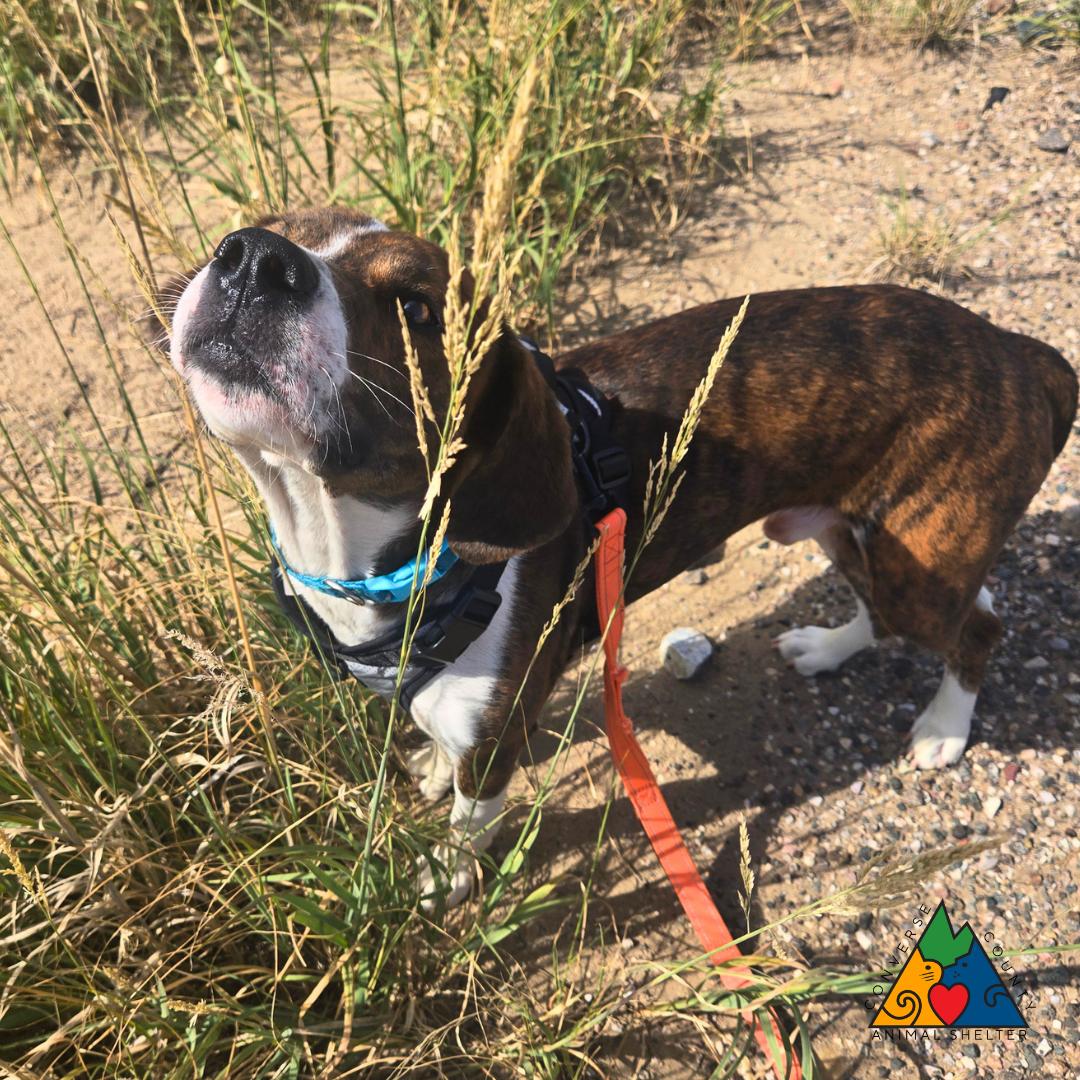 Ross, a ADOPTABLE mixed breed in Douglas, WY image 2/5