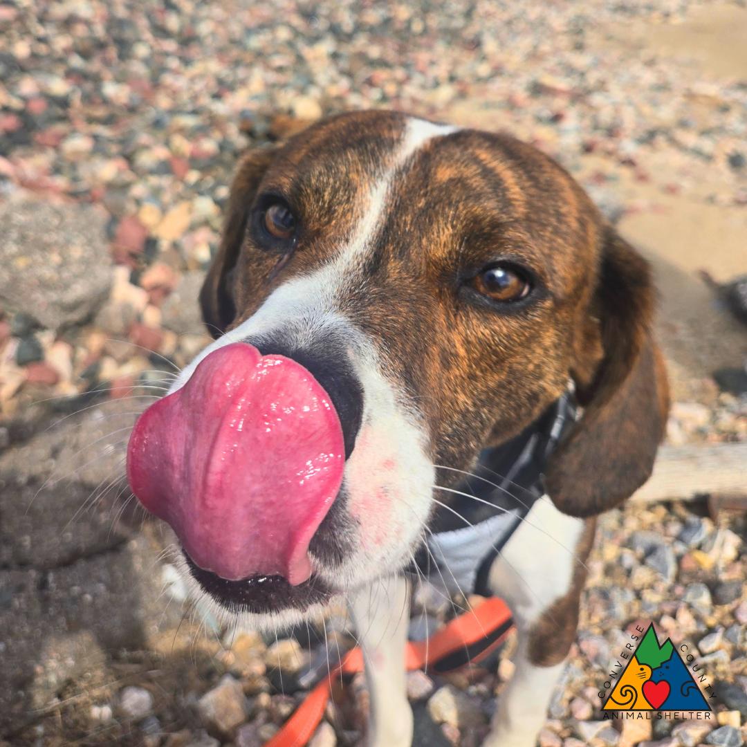 Ross, a ADOPTABLE mixed breed in Douglas, WY image 5/5