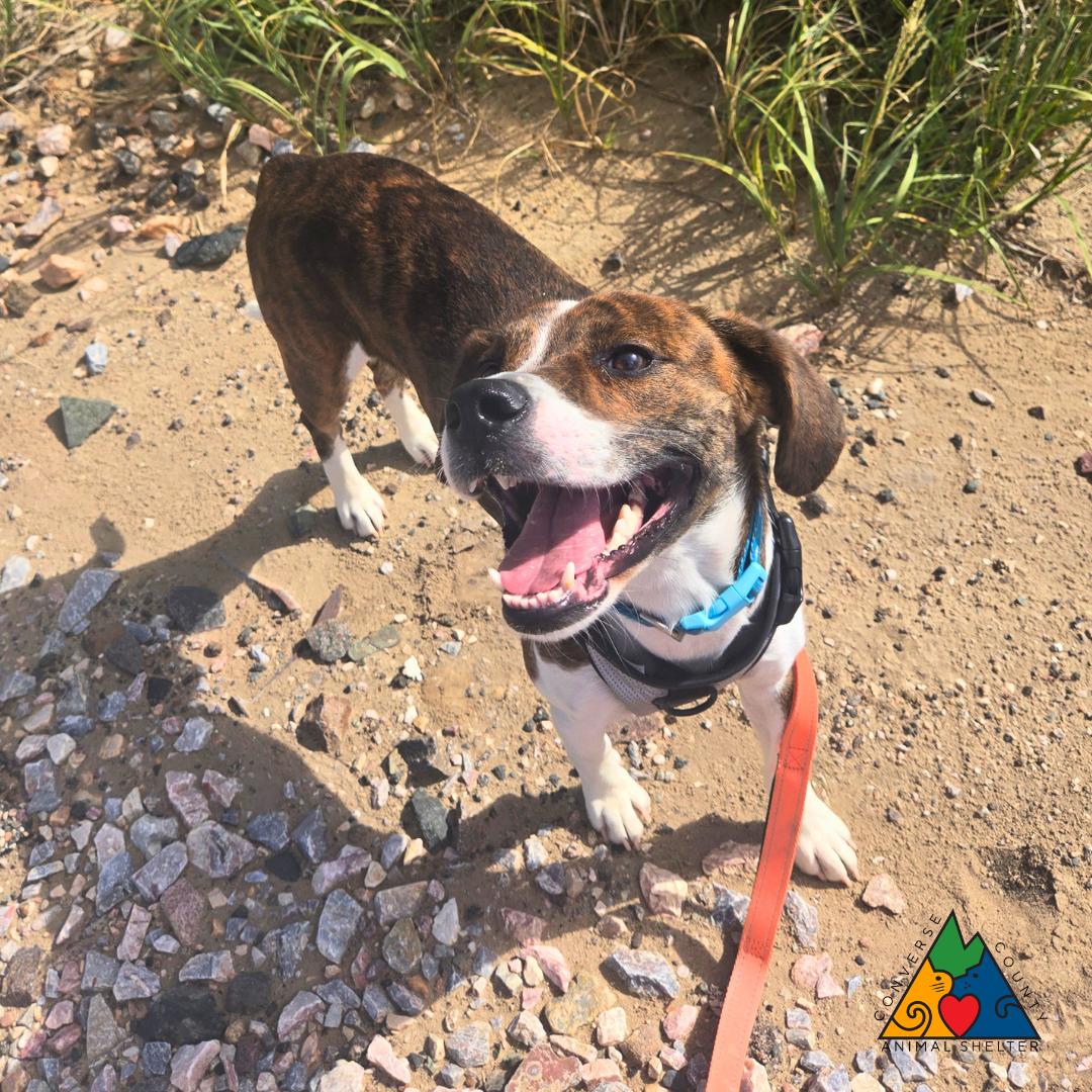 Ross, a ADOPTABLE mixed breed in Douglas, WY image 3/5