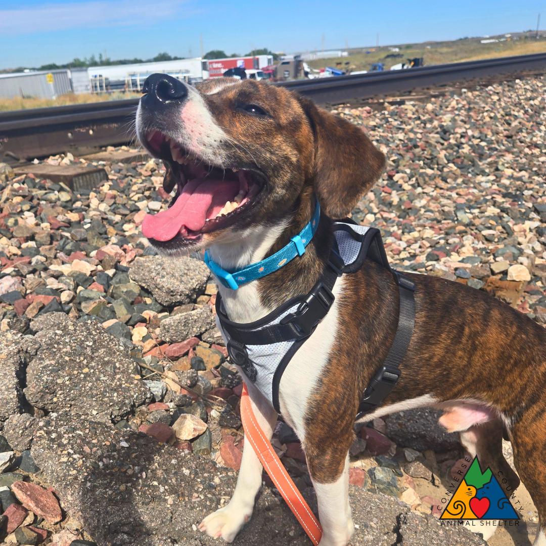 Ross, ADOPTABLE, Adult Male Coonhound & Hound.