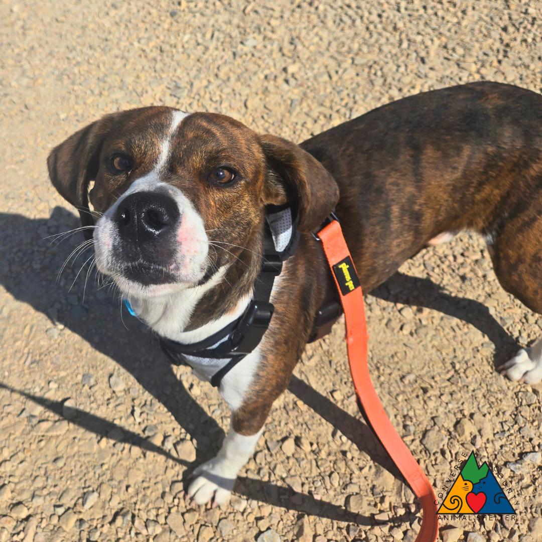 Ross, a ADOPTABLE mixed breed in Douglas, WY image 4/5