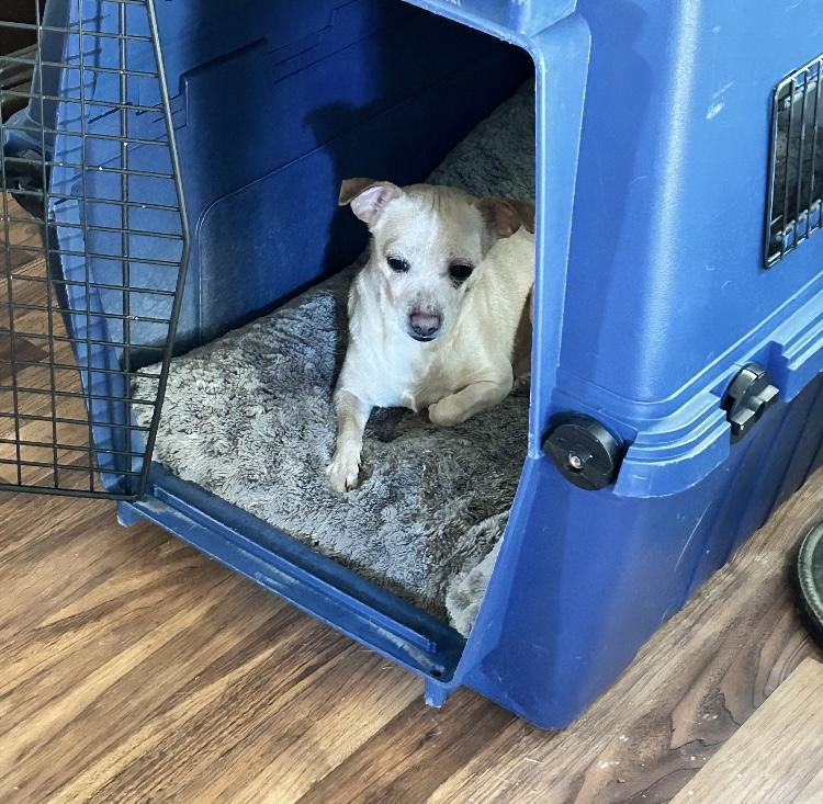 Enlarge Snowball, a Adoptable mixed breed in Weirton, WV image 2/3