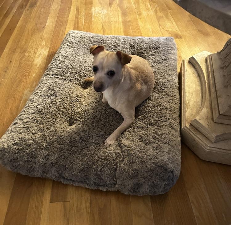 Enlarge Snowball, a Adoptable mixed breed in Weirton, WV image 3/3