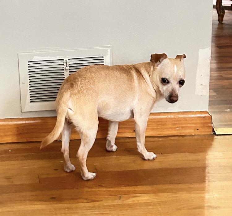 Enlarge Snowball, a Adoptable mixed breed in Weirton, WV image 1/3