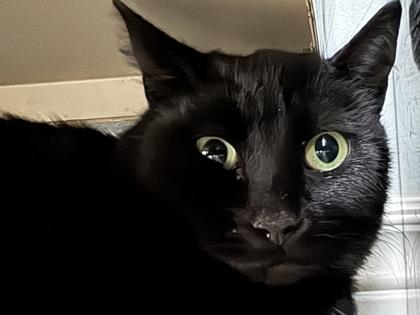 Enlarge Kya, a Adoptable mixed breed in Erin, ON image 1/3