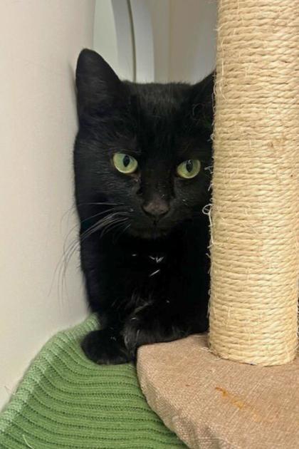 Kya, a Adoptable mixed breed in Erin, ON image 2/3