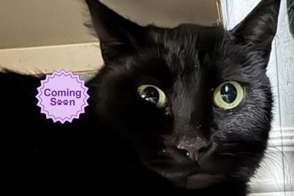 Kya, Adoptable, Young Female Domestic Short Hair & Domestic Short Hair.