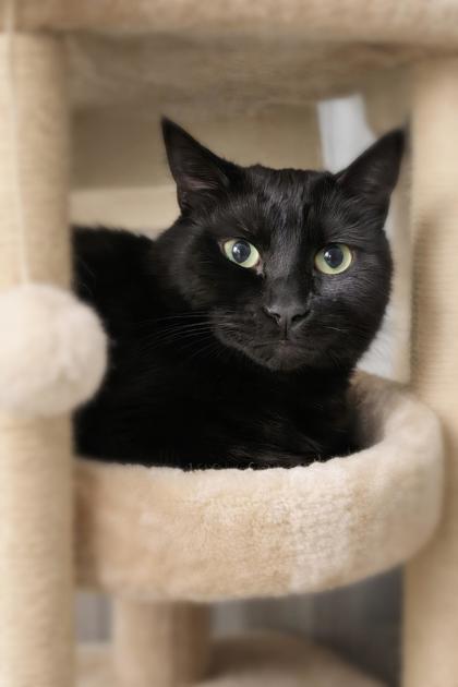 Kya, Adoptable, Young Female Domestic Short Hair & Domestic Short Hair.