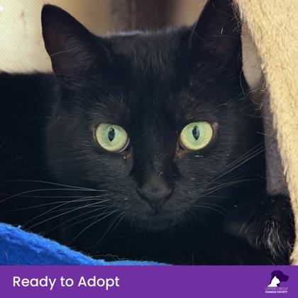 Kya, a Adoptable mixed breed in Erin, ON image 1/3