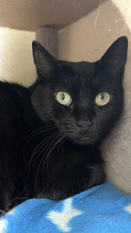 Kya, a Adoptable mixed breed in Erin, ON image 2/3