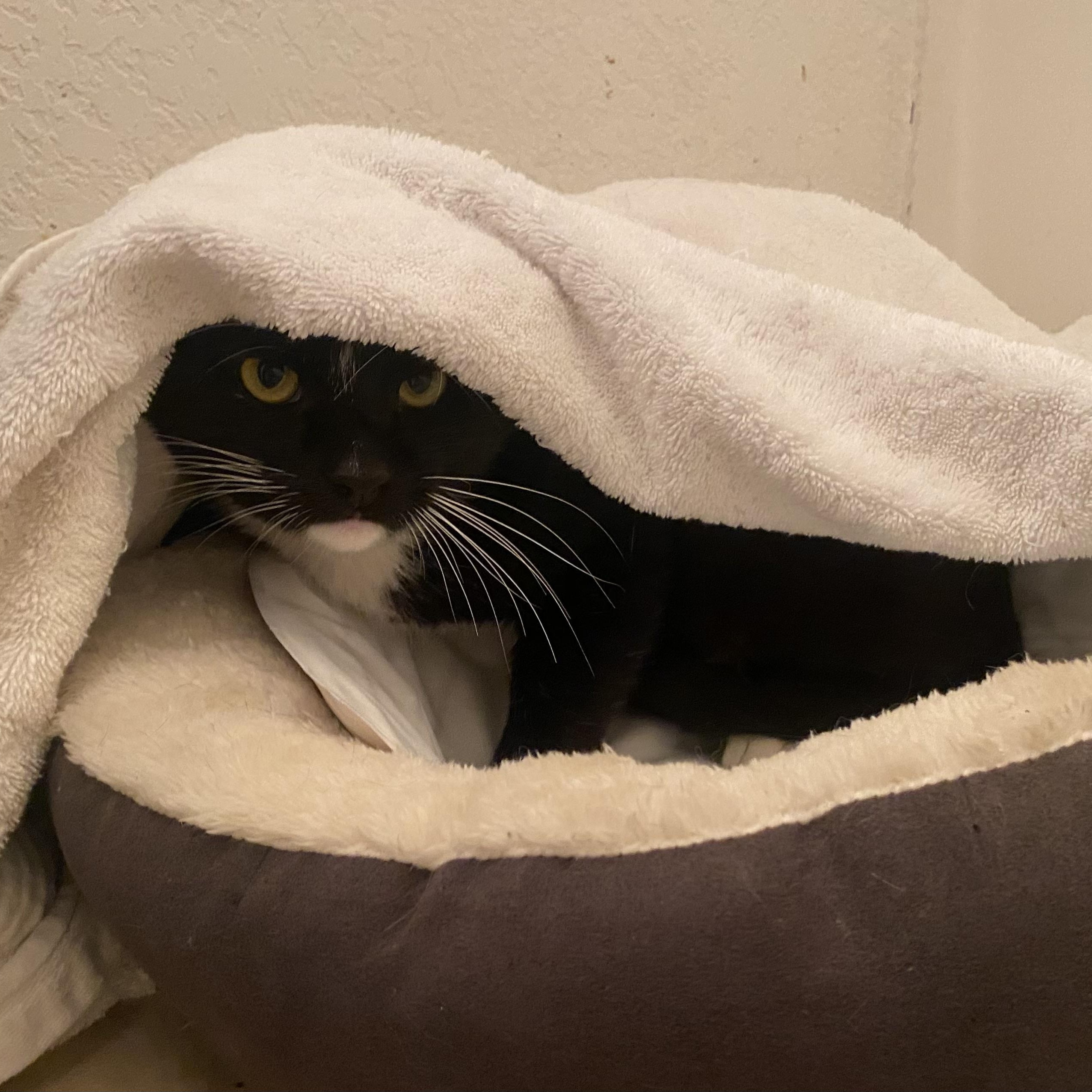 Enlarge "Holly-Woody", a ADOPTABLE American Shorthair in Costa Mesa, CA image 4/6