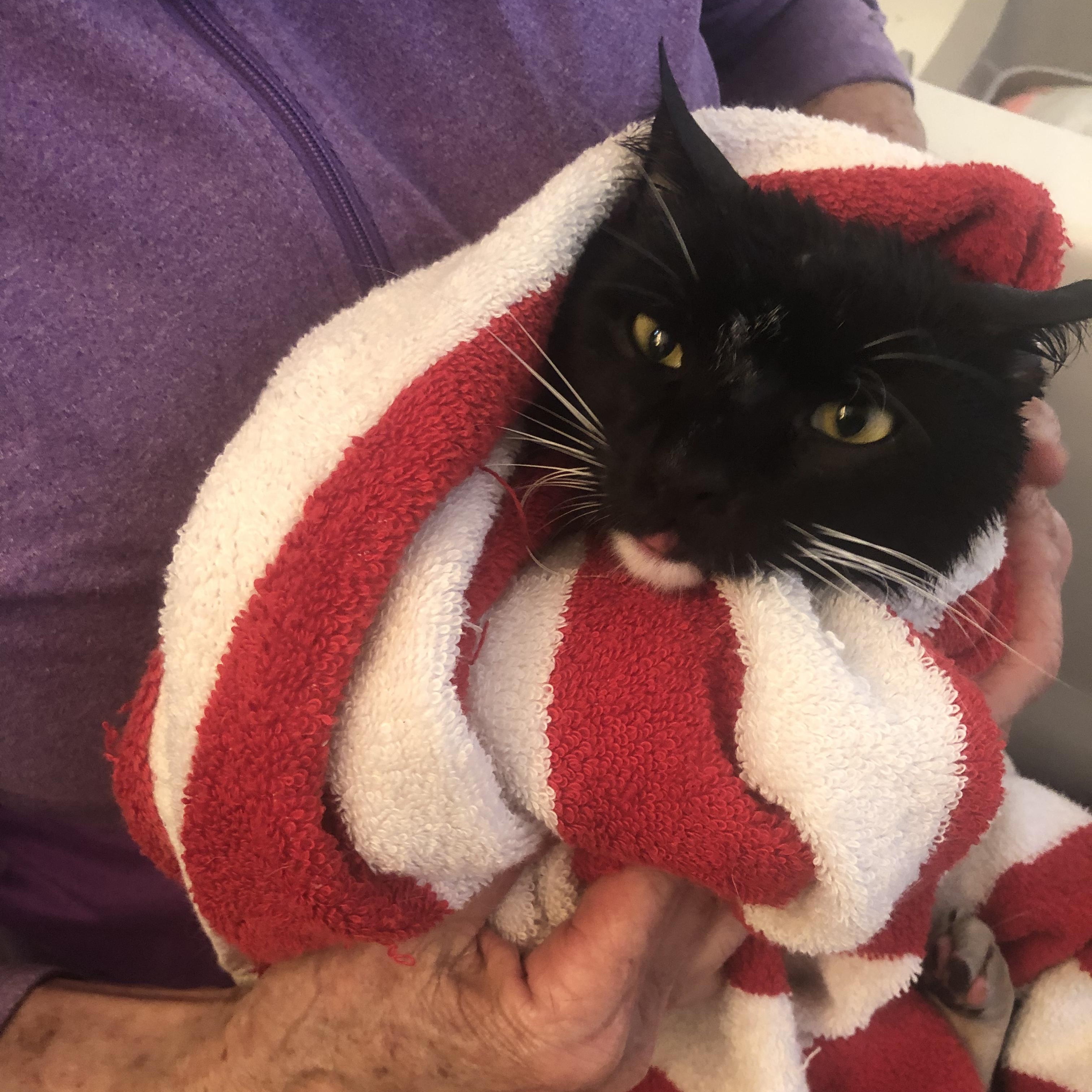 Enlarge "Holly-Woody", a ADOPTABLE American Shorthair in Costa Mesa, CA image 5/6