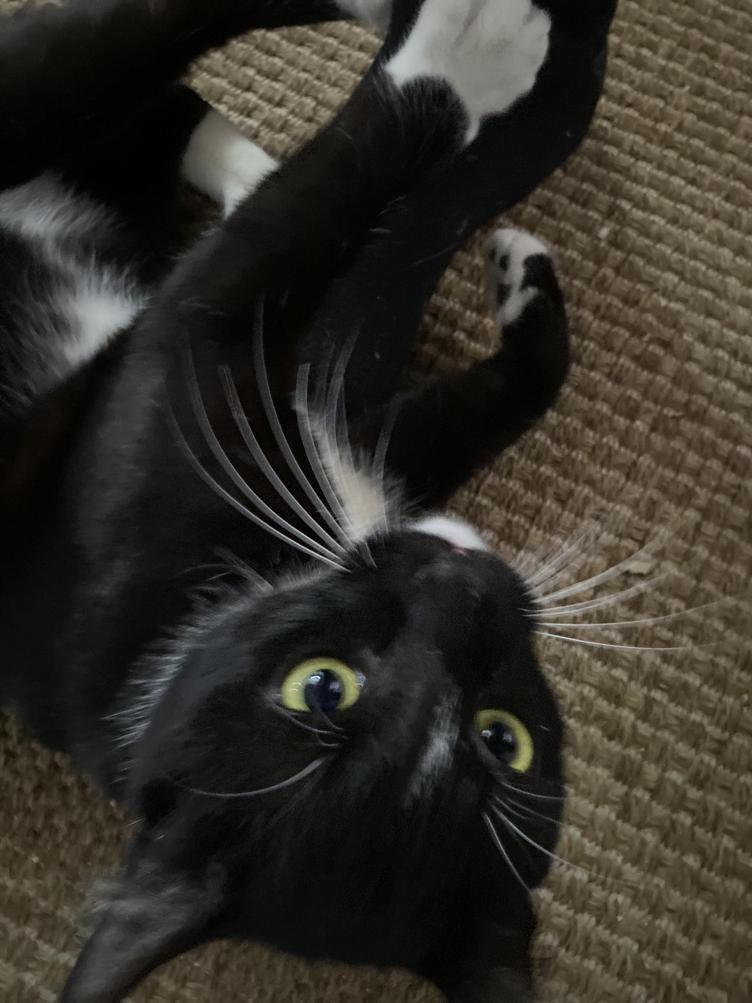 Enlarge "Holly-Woody", a ADOPTABLE American Shorthair in Costa Mesa, CA image 6/6