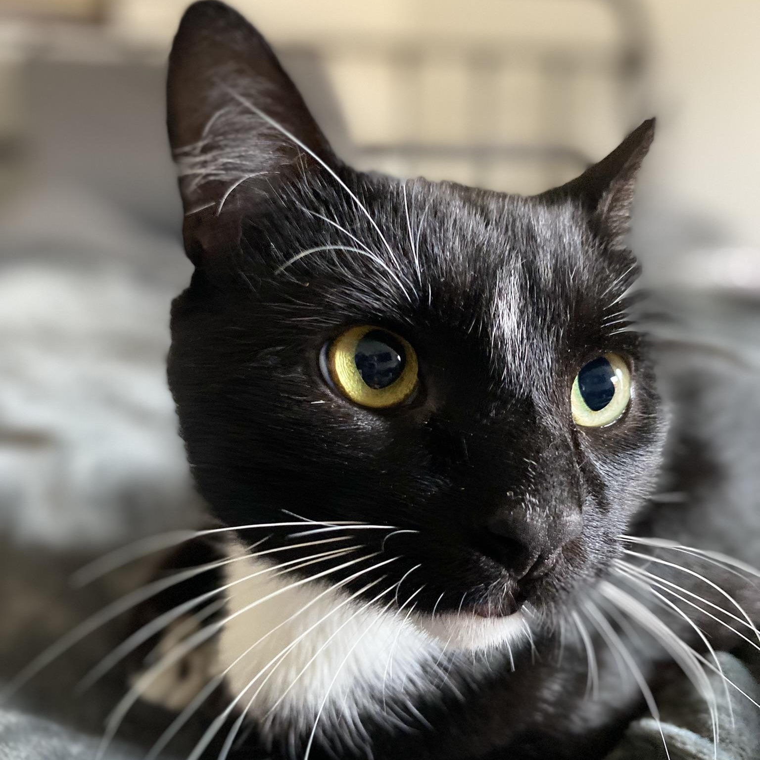 "Holly-Woody", ADOPTABLE, Adult Male American Shorthair.