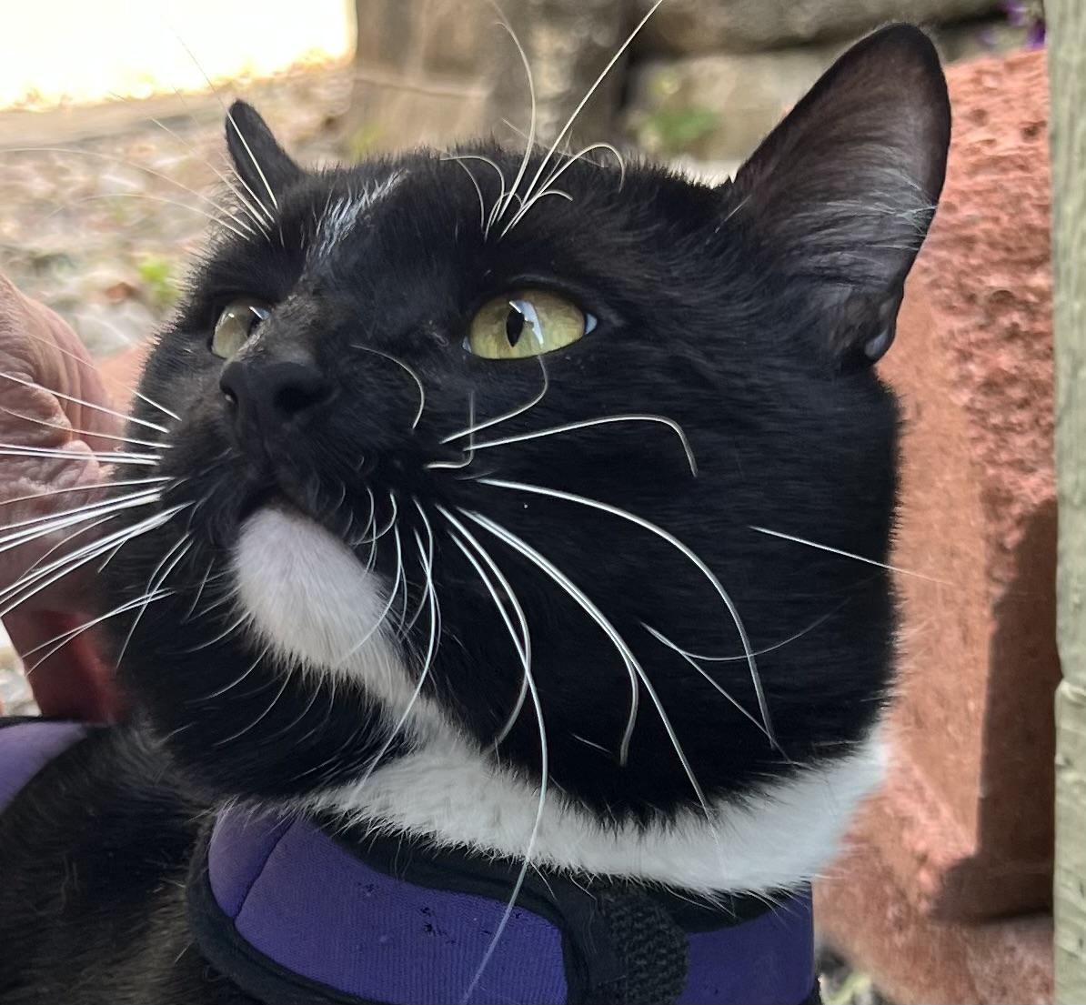 "TOM"  (=•́ܫ•̀=)ノ, ADOPTABLE, Adult Male American Shorthair.