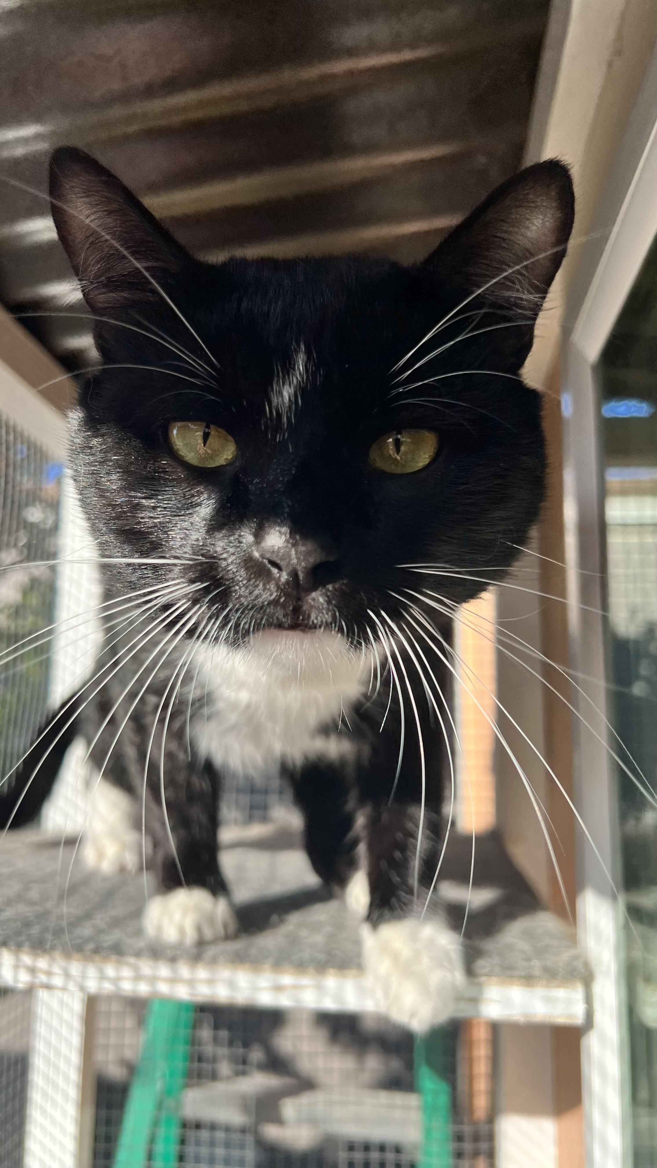 "Chuckie"  (=•́ܫ•̀=)ノ, ADOPTABLE, Adult Male American Shorthair.