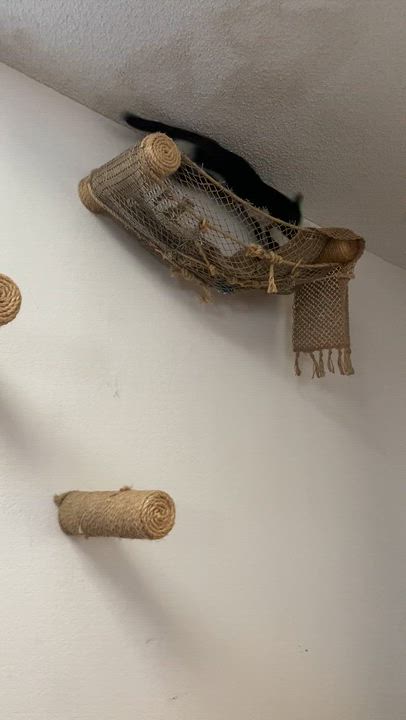 Enlarge "Woody", a ADOPTABLE American Shorthair in Costa Mesa, CA video 4/6