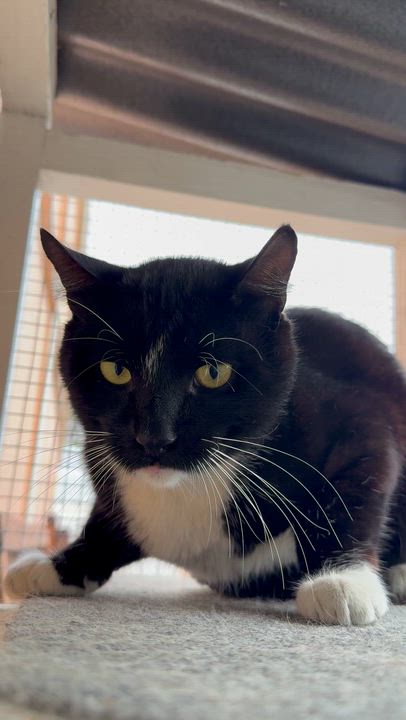 Enlarge "Holly-Woody", a ADOPTABLE American Shorthair in Costa Mesa, CA video 2/6