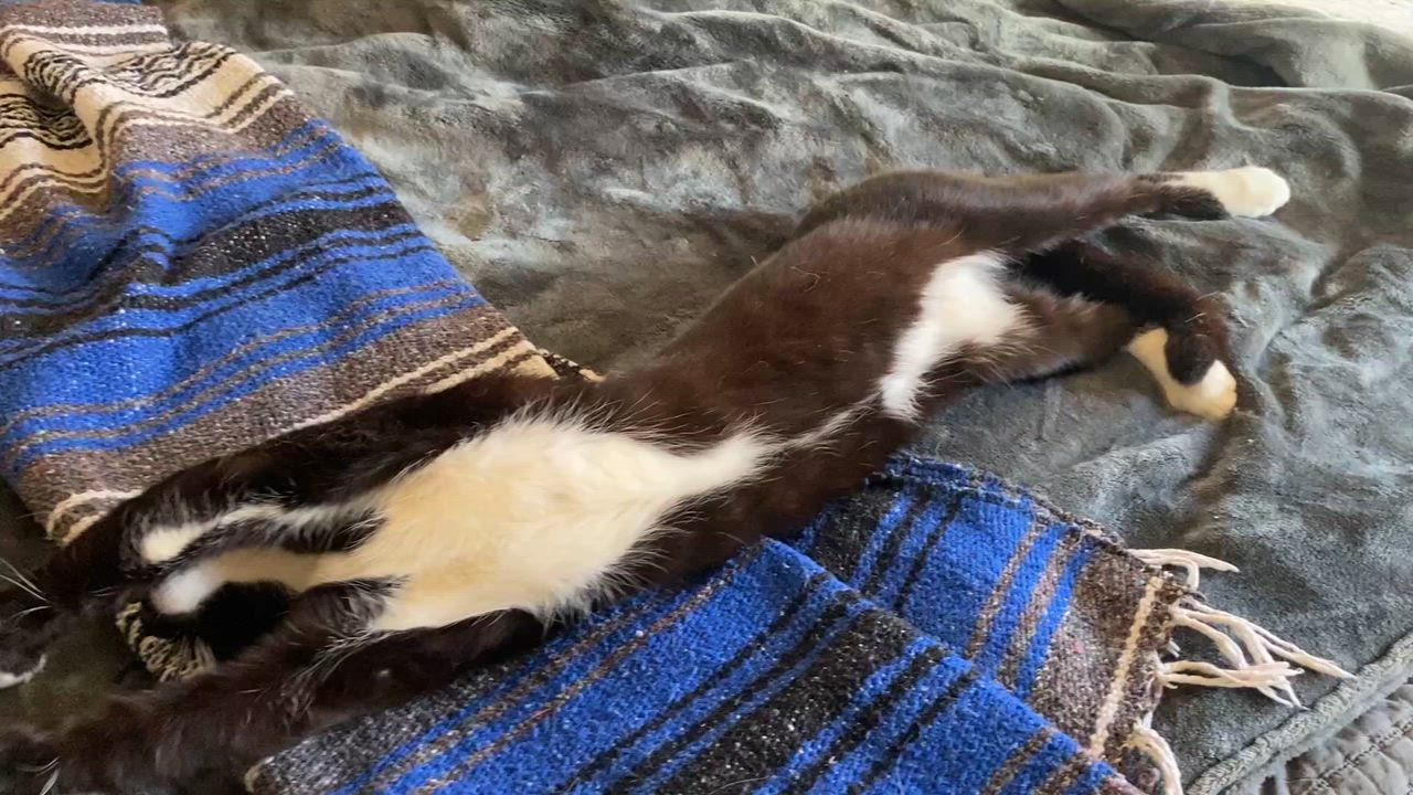 Enlarge "Holly-Woody", a ADOPTABLE American Shorthair in Costa Mesa, CA video 3/6