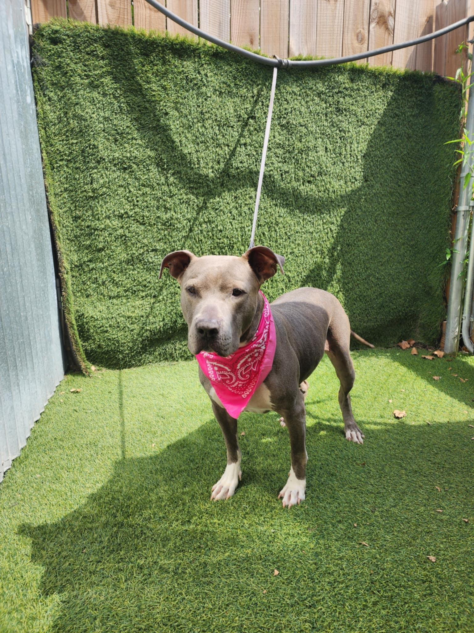 Princessa — thumbnail 6