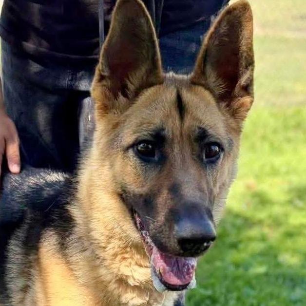 Teegan, a Adoptable German Shepherd Dog in Vallejo, CA image 1/6